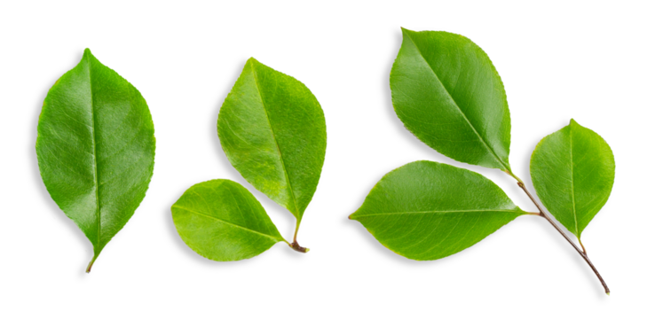 Set of leaves made of wood. On an empty background.