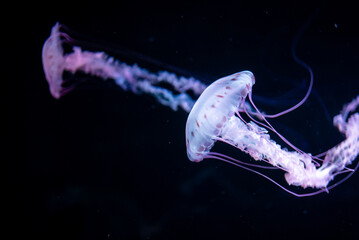 beautiful colorful jellyfish medusa swim underwater in ocean or zoo © goami
