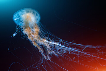beautiful colorful jellyfish medusa swim underwater in ocean or zoo © goami