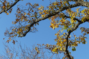 Fall colors with blue sky close up - Great Smoky Mountains