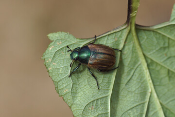 Dune chafer (Anomala dubia). Family Scarabs, scarab beetles (Scarabaeidae). On the underside of a...