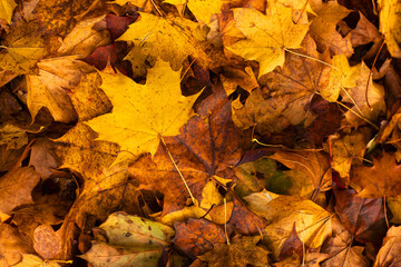 Jesienne liście Klonu. © mycatherina