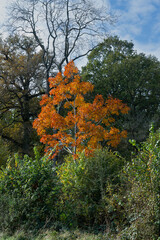 Striking sunlit tree with orange autumn leaves in woodland against a background of green - 677155767