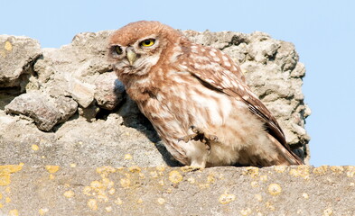 great owl