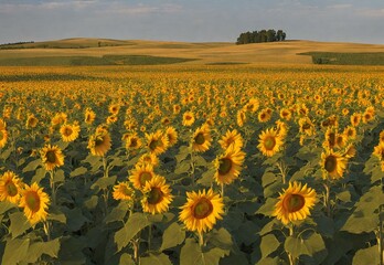 Sunflower Soiree: Kansas' Endless Golden Fields.