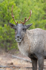 Naklejka na ściany i meble Young endangered Bull woodland caribou at edge of forest