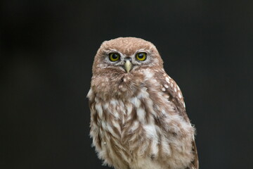 great horned owl