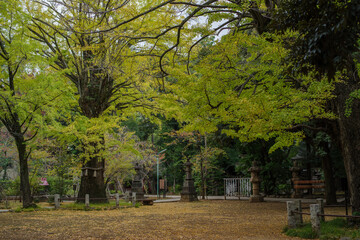 東京赤坂にある氷川神社の秋の風景