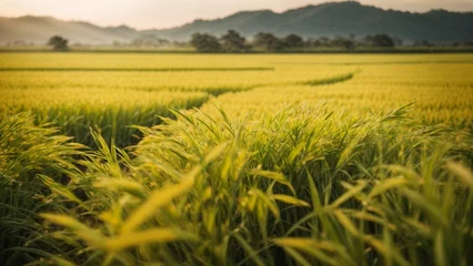Foto op Canvas Close up high resolution image of a beautiful rice paddy field in a countryside. Generative AI. © Rizal Faizurohman