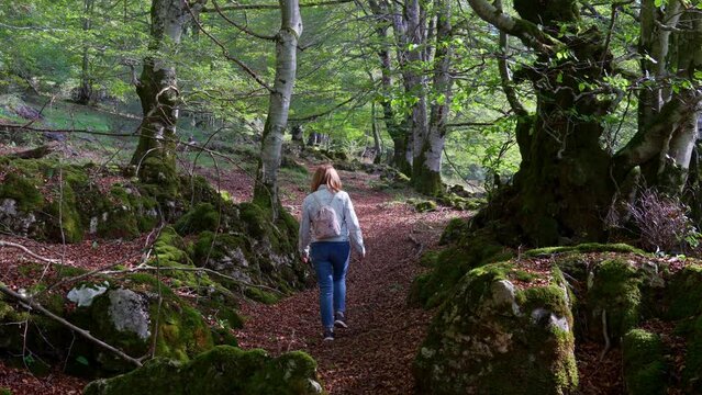 Woman hiker strolling among the trees of the enchanted forest in the north of Spain.