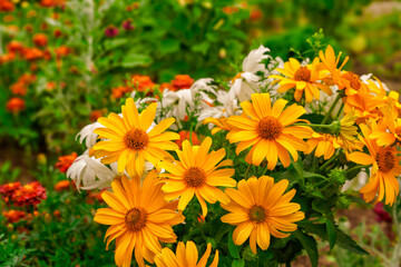 Nice flowers in the garden of a country house