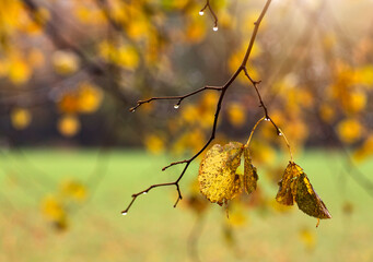 Jesienne liście. © mycatherina