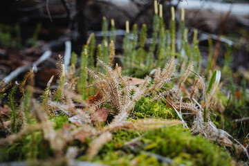 Autumn in the forest close-up, green moss, dried grass stalks.