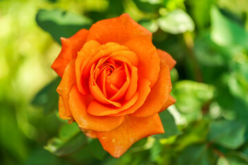 Blooming orange rose flower in a garden.