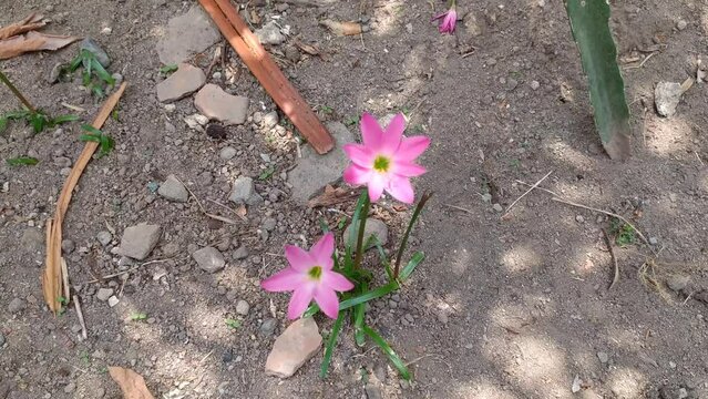 spring flower rosepink zephyr lily Zephyranthes minuta Amaryllis minuta in the garden