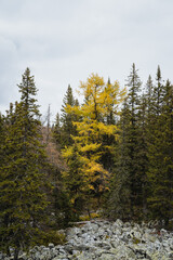 Yellow larch on the background of green fir trees, coniferous trees growing in the mountains, stone placer at the roots of trees, autumn landscape.
