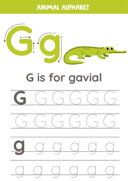 Tracing alphabet letters for kids. Animal alphabet. G is for gavial.