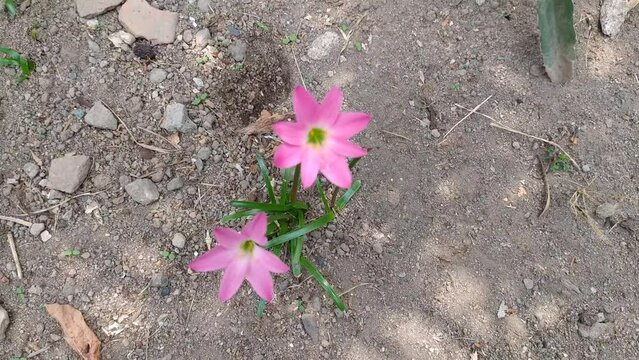 rosepink zephyr lily Zephyranthes minuta Amaryllis minuta flowers on the ground