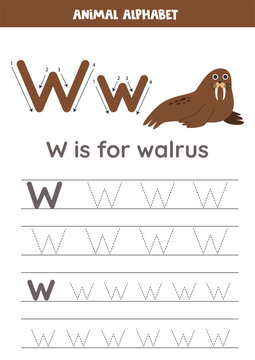 Tracing alphabet letters for kids. Animal alphabet. W is for walrus.