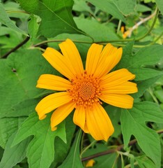 yellow flower with leaves