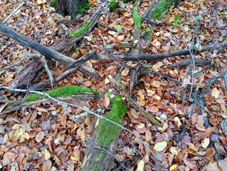 Texture of oak branches overgrown with green moss lying in the autumn forest on fallen leaves....