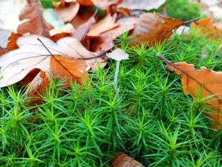 There is a small poisonous mushroom in the green moss. Green moss and fallen leaves on it.