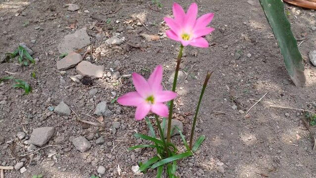 pink and white crocus rosepink zephyr lily Zephyranthes minuta Amaryllis minuta flowers