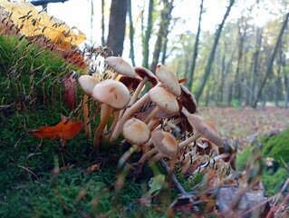 A group of poisonous mushrooms grows in the green moss against the background of the forest. A small stump overgrown with moss in the forest with beautiful brown poisonous mushrooms.