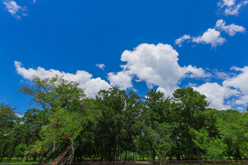 小金井公園　晴天の青空と夏の雲11(2023年夏)	