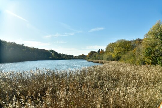 For&ecirc;t de roseaux qui borde l'&eacute;tang du Gris Moulin &agrave; la r&eacute;serve naturelle de Nysdam &agrave; la Hulpe en Brabant Wallon