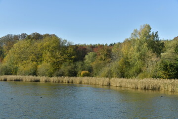 Fototapeta na wymiar Forêt de roseaux qui borde l'étang du Gris Moulin à la réserve naturelle de Nysdam à la Hulpe en Brabant Wallon