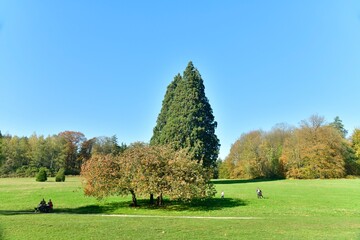 Petit groupe de s&eacute;quoias g&eacute;ant dans un coin de la pelouse sous un ciel bleu au domaine du ch&acirc;teau de la Hulpe en Brabant Wallon 