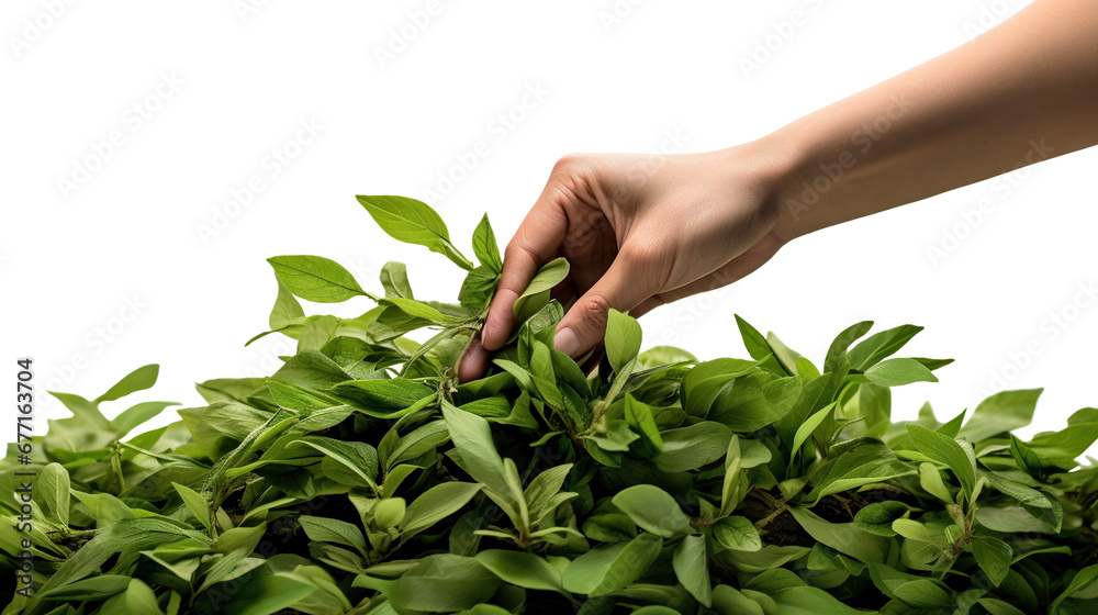 Wall mural Hand gathering tea leaves, cut out