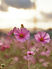 夕日に照らされるコスモス