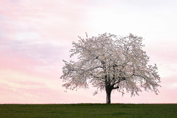 Blühender Obstbaum im Sonnenaufgang, Einzelstellung, morgenrot