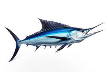 Fototapeta premium Blue Marlin Makaira Nigricans fish isolated on white background