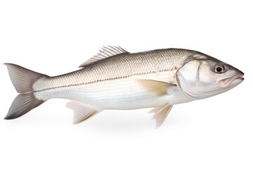 White Seabass Atractoscion Nobilis fish isolated on white background