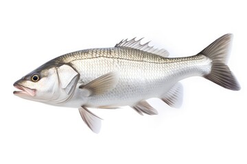 White Seabass Atractoscion Nobilis fish isolated on white background