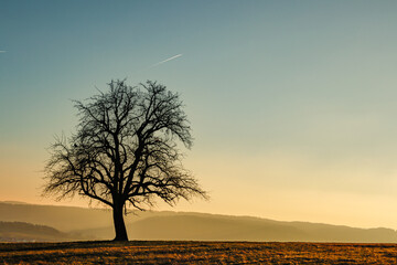 Großer Baum mit kaltem Nebel und Sonnenuntergang, Birnenbaum