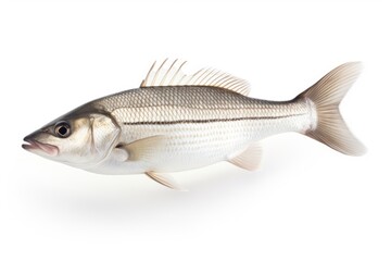 Obraz premium White Seabass Atractoscion Nobilis fish isolated on white background