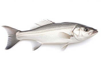 White Seabass Atractoscion Nobilis fish isolated on white background