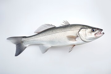 White Seabass Atractoscion Nobilis fish isolated on white background
