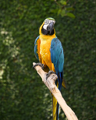 A closeup of a beautiful, colorful yellow and blue bird in a birds' park in Bali, Indonesia