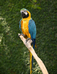 A closeup of a beautiful, colorful yellow and blue bird in a birds' park in Bali, Indonesia