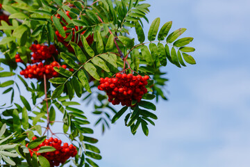 Obraz premium Common rowan ( lat. Sorbus aucuparia ) is a tree , a species of the genus Rowan ( Sorbus )