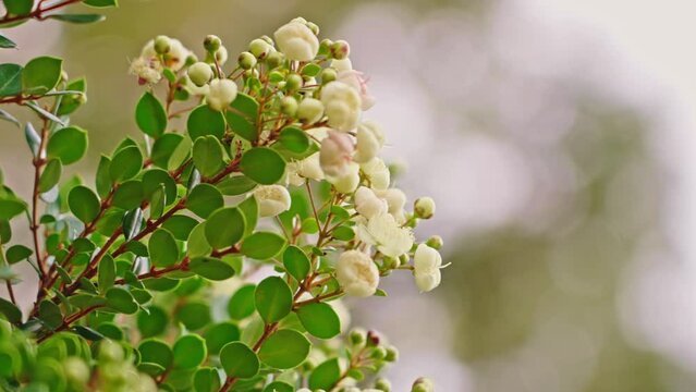 Close up of the Arrayan Tree Flower