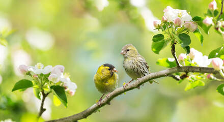 Two Little bird sitting on branch of blossom apple tree. Male and female the Eurasian Siskin