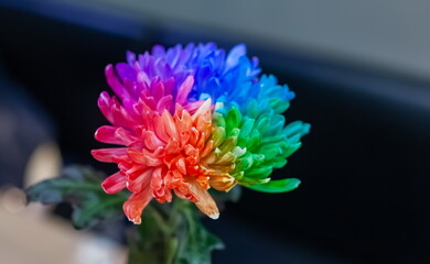 Painted with multicolored paint Chrysanthemum Flower close-up