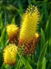 Eremurus flowers close-up on the background of greenery in summer