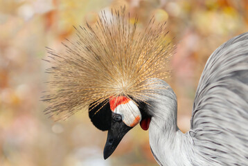 Fototapeta premium crowned grey crane on colorful background